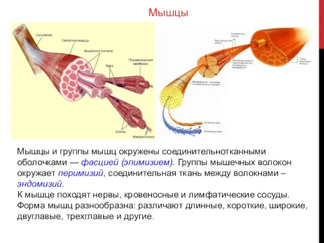 Мышцы и группы мышц окружены соединительнотканными оболочками — фасцией (эпимизием). Группы