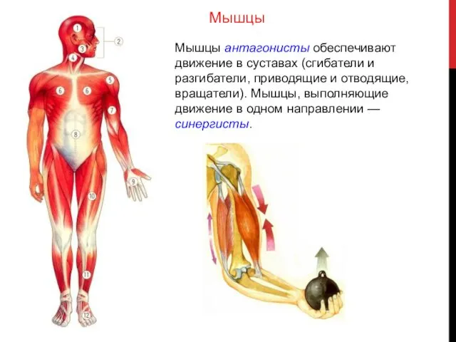 Мышцы антагонисты обеспечивают движение в суставах (сгибатели и разгибатели, приводящие и