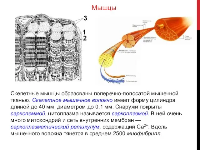 Скелетные мышцы образованы поперечно-полосатой мышечной тканью. Скелетное мышечное волокно имеет форму