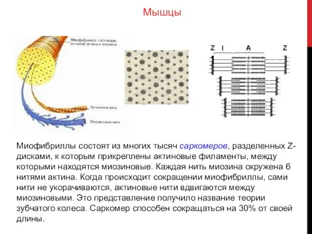 Миофибриллы состоят из многих тысяч саркомеров, разделенных Z-дисками, к которым прикреплены