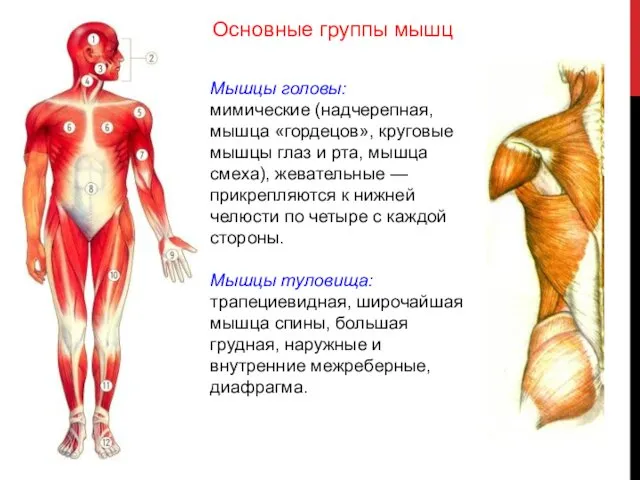 Мышцы головы: мимические (надчерепная, мышца «гордецов», круговые мышцы глаз и рта,