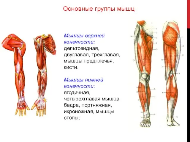 Мышцы верхней конечности: дельтовидная, двуглавая, трехглавая, мышцы предплечья, кисти. Мышцы нижней