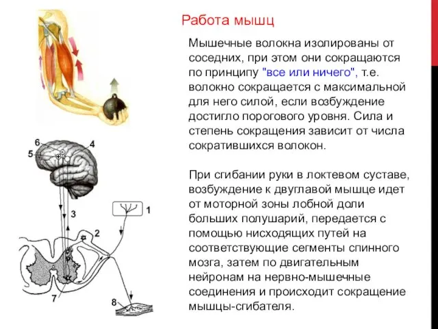 Мышечные волокна изолированы от соседних, при этом они сокращаются по принципу