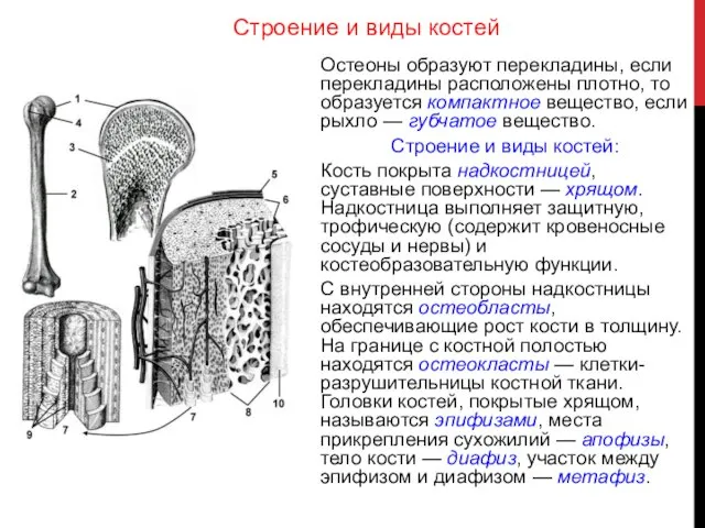 Строение и виды костей Остеоны образуют перекладины, если перекладины расположены плотно,