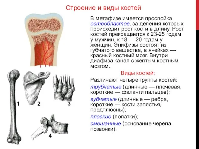 В метафизе имеется прослойка остеобластов, за деления которых происходит рост кости