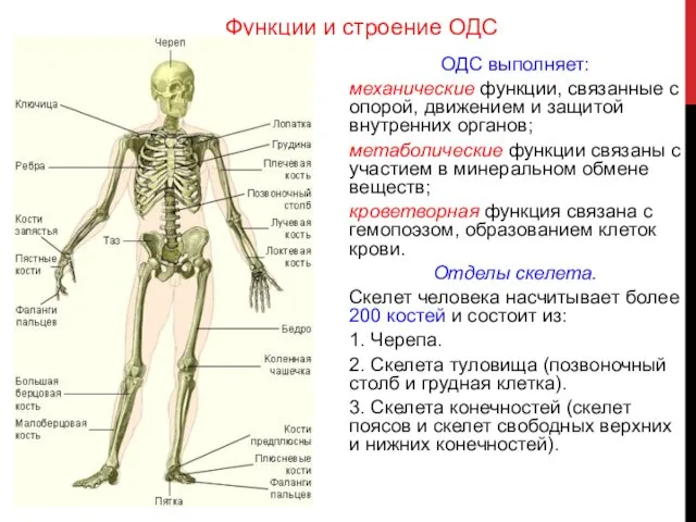 ОДС выполняет: механические функции, связанные с опорой, движением и защитой внутренних