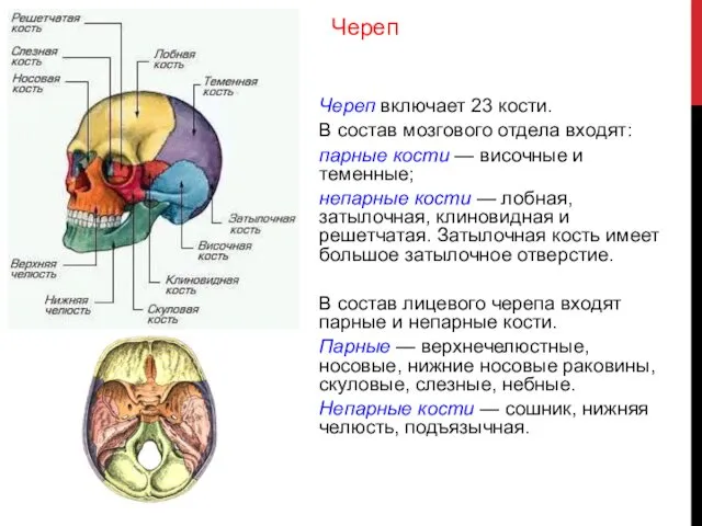 Череп включает 23 кости. В состав мозгового отдела входят: парные кости