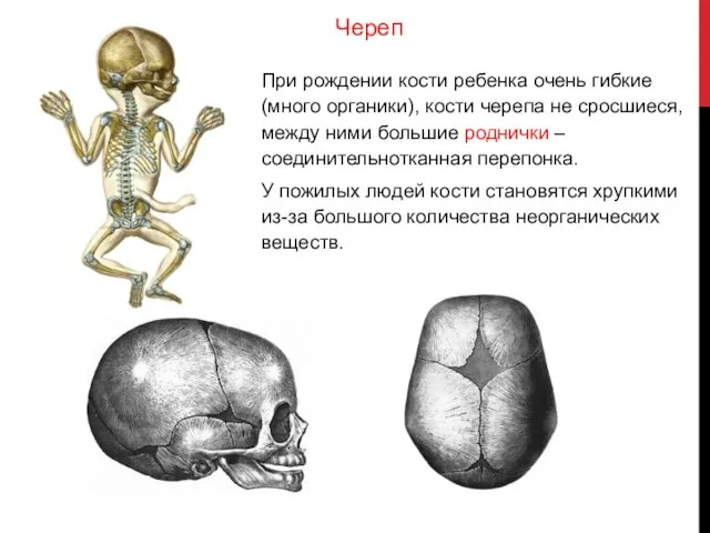 При рождении кости ребенка очень гибкие (много органики), кости черепа не