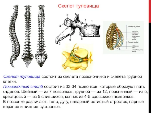 Скелет туловища состоит из скелета позвоночника и скелета грудной клетки. Позвоночный