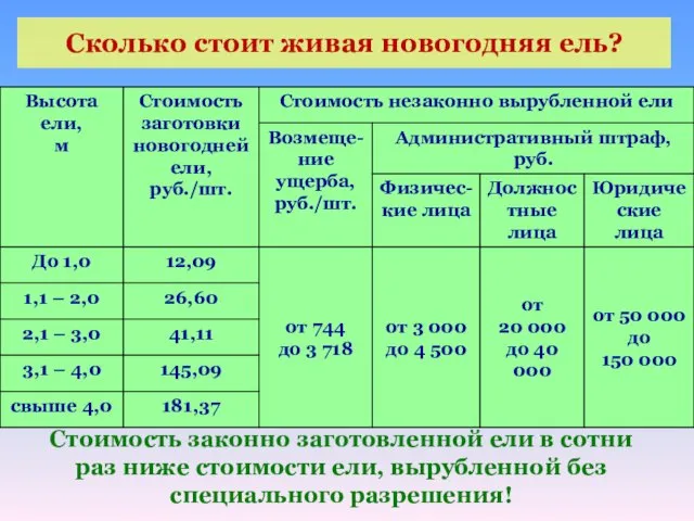 Сколько стоит живая новогодняя ель? Стоимость законно заготовленной ели в сотни