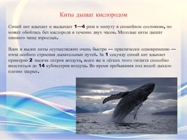 Киты дышат кислородом Синий кит вдыхает и выдыхает 1—4 раза в