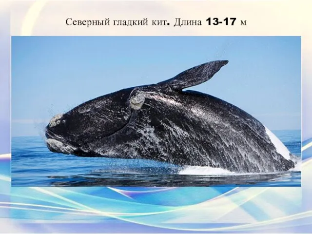 Северный гладкий кит. Длина 13-17 м Этот вид семейства гладких китов