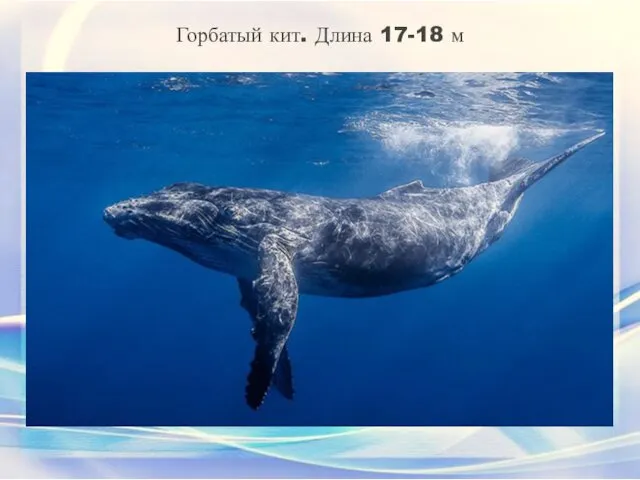 Горбатый кит. Длина 17-18 м Еще одно животное нашего рейтинга самых
