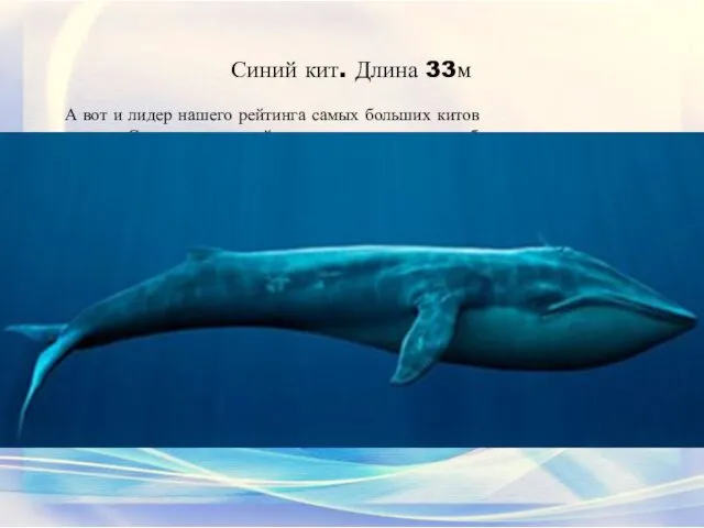 Синий кит. Длина 33м А вот и лидер нашего рейтинга самых