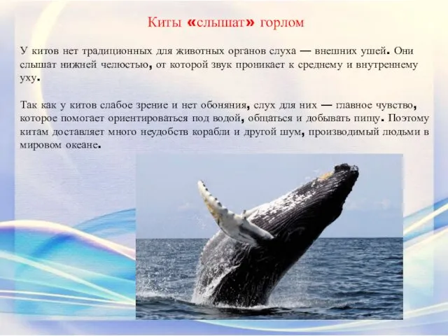 Киты «слышат» горлом У китов нет традиционных для животных органов слуха