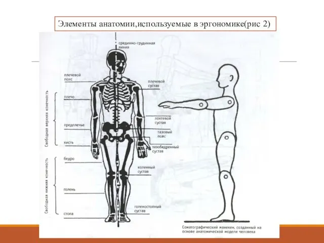 Элементы анатомии,используемые в эргономике(рис 2)