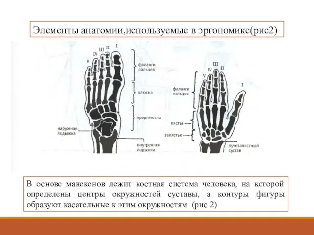 Элементы анатомии,используемые в эргономике(рис2) В основе манекенов лежит костная система человека,