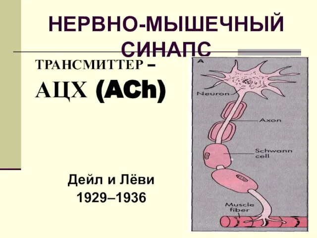 НЕРВНО-МЫШЕЧНЫЙ СИНАПС ТРАНСМИТТЕР – АЦХ (ACh) Дейл и Лёви 1929–1936