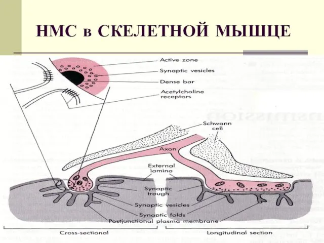 НМС в СКЕЛЕТНОЙ МЫШЦЕ