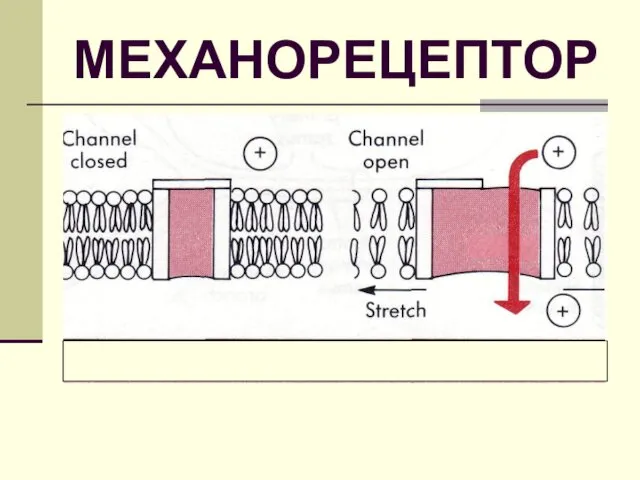 МЕХАНОРЕЦЕПТОР