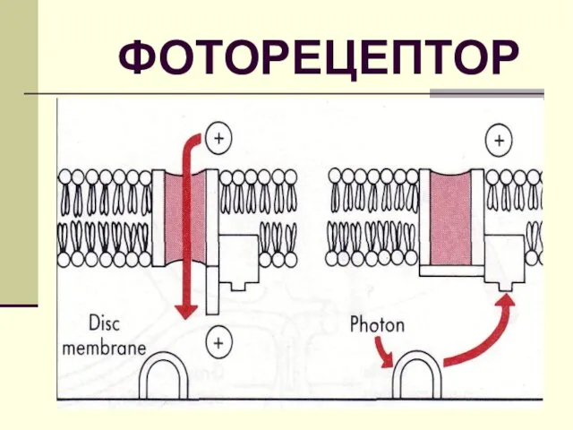 ФОТОРЕЦЕПТОР