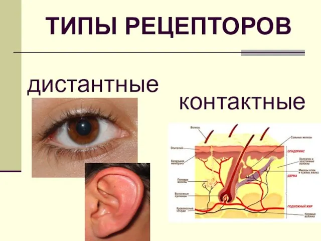 ТИПЫ РЕЦЕПТОРОВ дистантные контактные