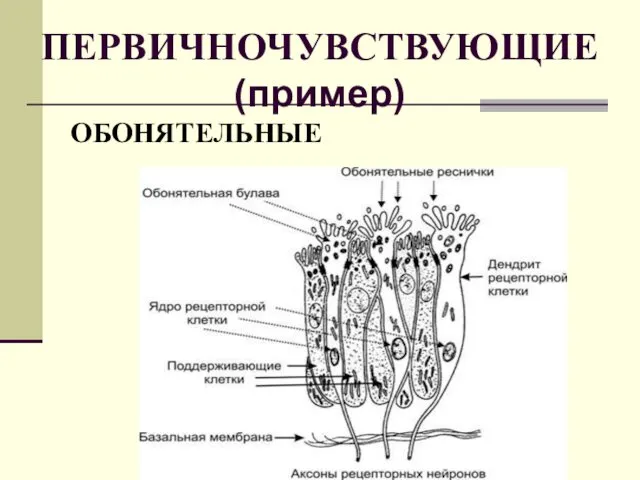 ПЕРВИЧНОЧУВСТВУЮЩИЕ (пример) ОБОНЯТЕЛЬНЫЕ