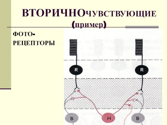 ВТОРИЧНОЧУВСТВУЮЩИЕ (пример) ФОТО- РЕЦЕПТОРЫ