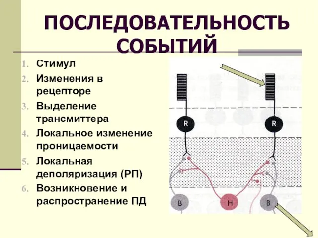 ПОСЛЕДОВАТЕЛЬНОСТЬ СОБЫТИЙ Стимул Изменения в рецепторе Выделение трансмиттера Локальное изменение проницаемости