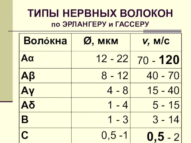 ТИПЫ НЕРВНЫХ ВОЛОКОН по ЭРЛАНГЕРУ и ГАССЕРУ