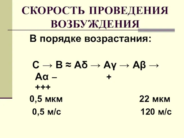 СКОРОСТЬ ПРОВЕДЕНИЯ ВОЗБУЖДЕНИЯ В порядке возрастания: C → B ≈ Aδ