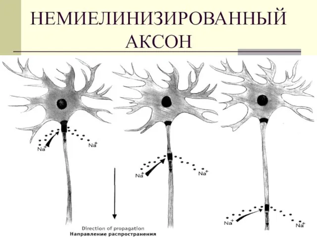 НЕМИЕЛИНИЗИРОВАННЫЙ АКСОН