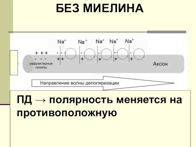 БЕЗ МИЕЛИНА ПД → полярность меняется на противоположную