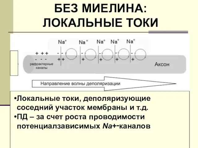 БЕЗ МИЕЛИНА: ЛОКАЛЬНЫЕ ТОКИ Локальные токи, деполяризующие соседний участок мембраны и