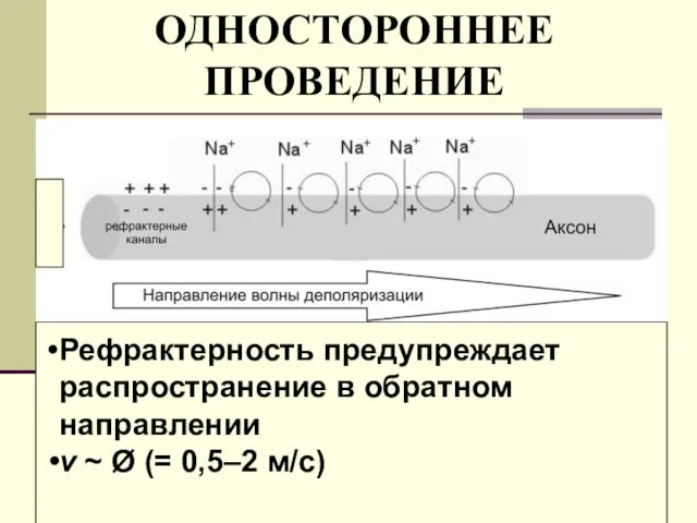 ОДНОСТОРОННЕЕ ПРОВЕДЕНИЕ Рефрактерность предупреждает распространение в обратном направлении v ~ Ø (= 0,5–2 м/с)