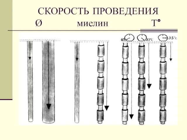 СКОРОСТЬ ПРОВЕДЕНИЯ Ø миелин Т°