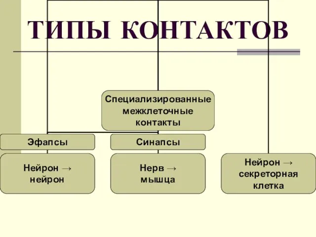 ТИПЫ КОНТАКТОВ