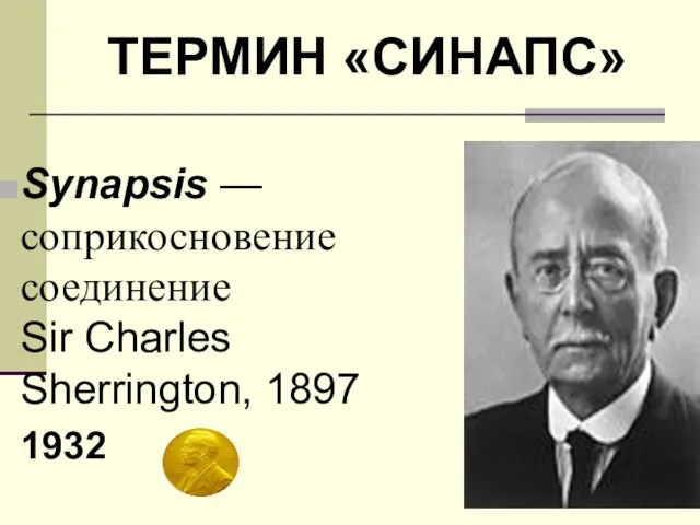 ТЕРМИН «СИНАПС» Synapsis — соприкосновение соединение Sir Charles Sherrington, 1897 1932