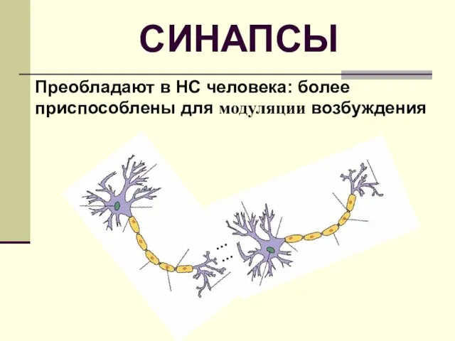 СИНАПСЫ Преобладают в НС человека: более приспособлены для модуляции возбуждения ……