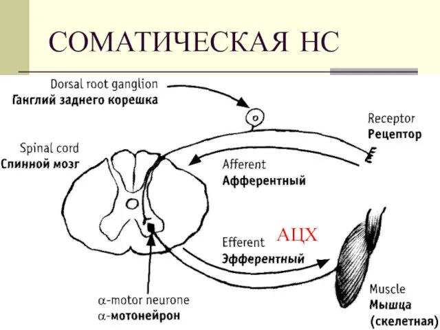 СОМАТИЧЕСКАЯ НС АЦХ