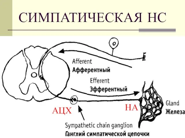 СИМПАТИЧЕСКАЯ НС АЦХ НА