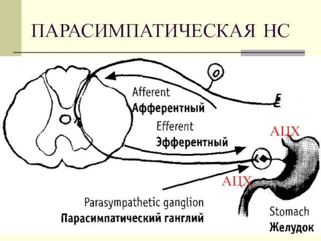 ПАРАСИМПАТИЧЕСКАЯ НС АЦХ АЦХ