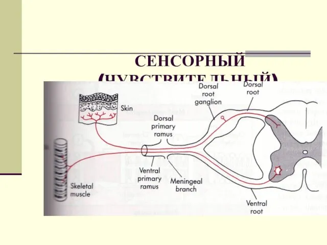 СЕНСОРНЫЙ (ЧУВСТВИТЕЛЬНЫЙ) РЕЦЕПТОР