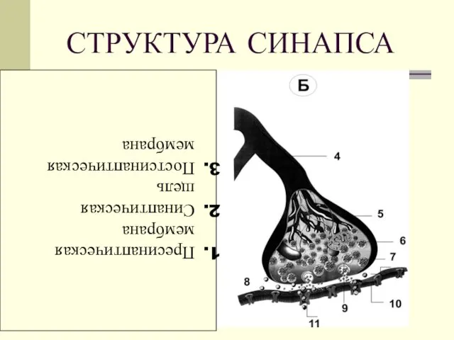 СТРУКТУРА СИНАПСА Пресинаптическая мембрана Синаптическая щель Постсинаптическая мембрана