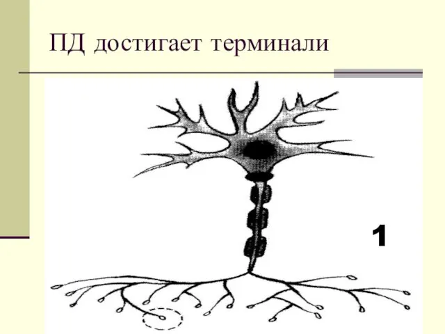 ПД достигает терминали 1