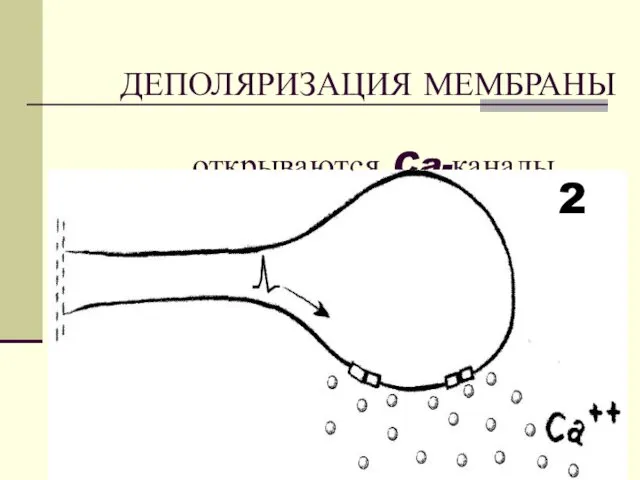 ДЕПОЛЯРИЗАЦИЯ МЕМБРАНЫ открываются Ca-каналы 2