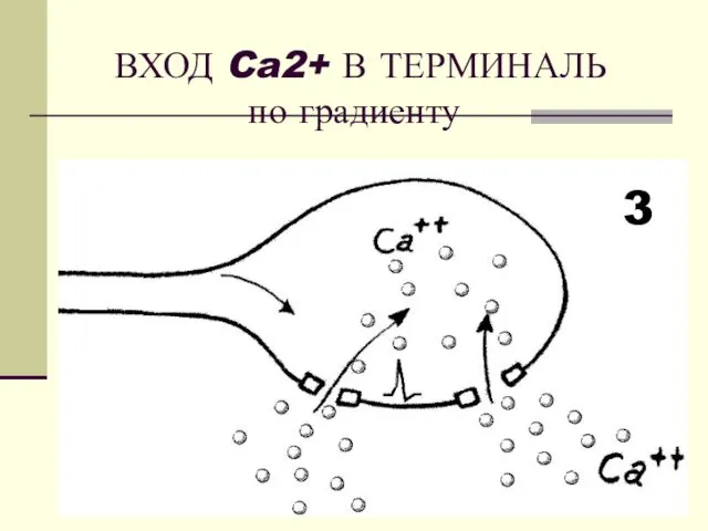 ВХОД Ca2+ В ТЕРМИНАЛЬ по градиенту 3