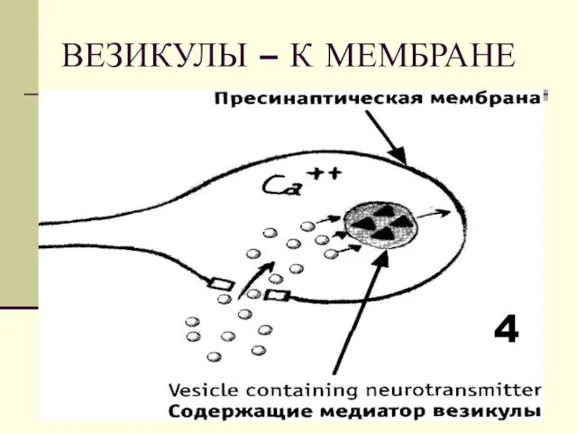 ВЕЗИКУЛЫ – К МЕМБРАНЕ 4