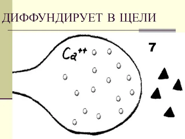 ДИФФУНДИРУЕТ В ЩЕЛИ 7