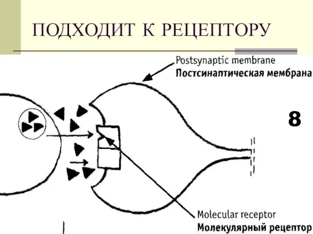 ПОДХОДИТ К РЕЦЕПТОРУ 8